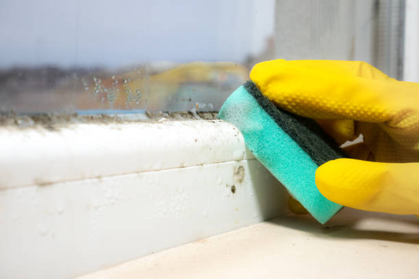 Best Local Mold Removal Service  in Stedman, NC