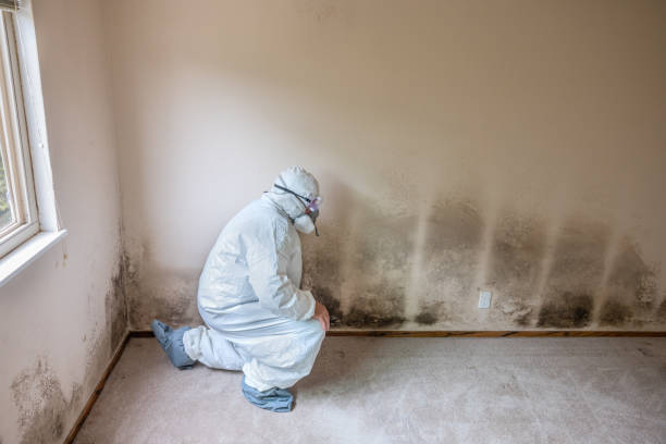 Best Attic Mold Removal  in Stedman, NC