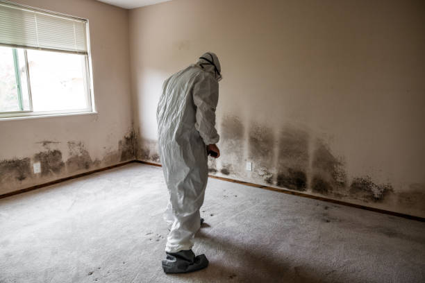 Best Mold Removal Process  in Stedman, NC